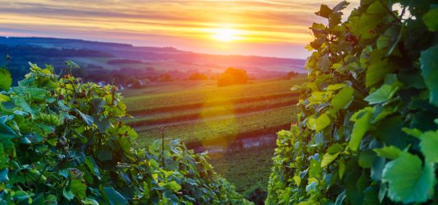 winery sunset
